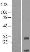 TMEM208 Protein (Over-Expression Lysate Myc-DDK (Flag))