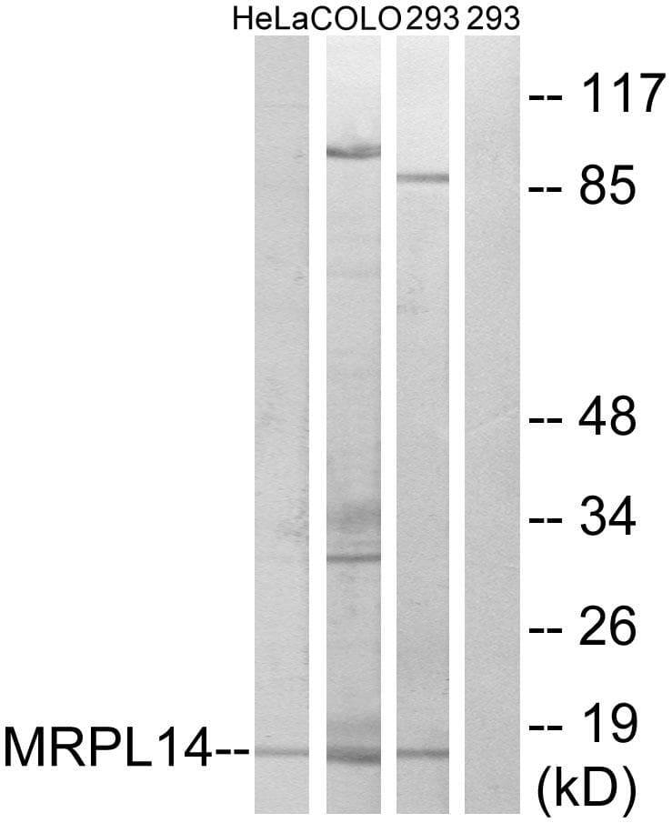 MRPL14 Antibody