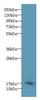 PFDN2 Antibody
