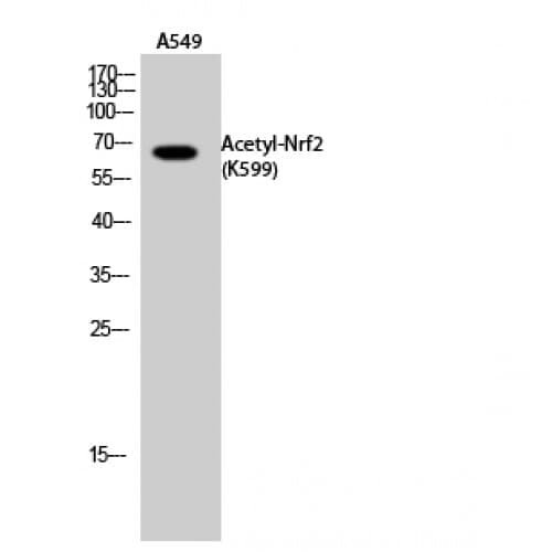NFE2L2 / NRF2 Antibody (C-terminal)