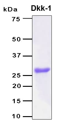 Human DKK1 Protein (Recombinant 6His, N-terminus)