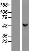 GCK / Glucokinase Protein (Over-Expression Lysate Myc-DDK (Flag))