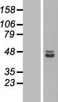 SQRDL Protein (Over-Expression Lysate Myc-DDK (Flag))