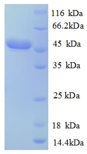 Corynebacterium efficiens CE2118 Protein (Recombinant GST)
