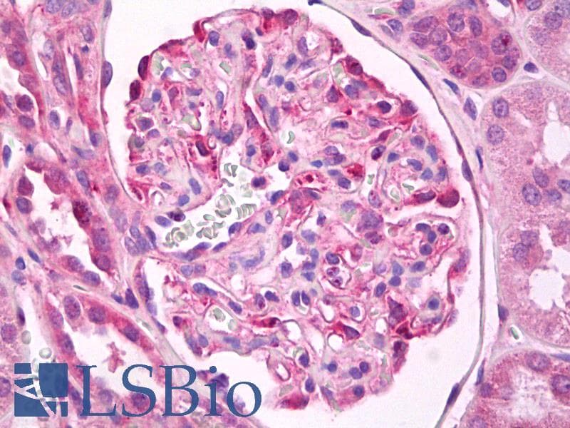IHC-plus™ Polyclonal Rabbit anti-Human TNFSF9 / CD137L Antibody (IHC, WB)