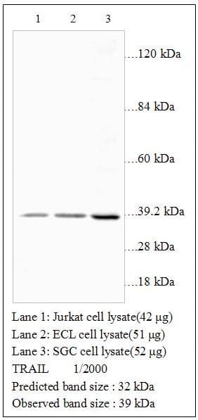 Polyclonal Rabbit anti-Human TNFSF10 / TRAIL Antibody (WB)