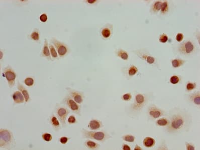 HIST1H3A Antibody
