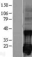 BIRC5 / Survivin Protein (Over-Expression Lysate Myc-DDK (Flag))