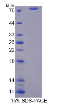Dog ICAM-1 / CD54 Protein (Recombinant His-GST)
