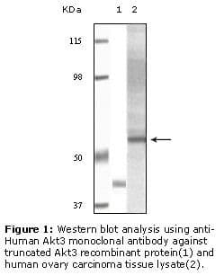 AKT3 Antibody (clone 3B12F3F10, 2D2B11B11, 2D2B11H5)