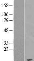 COX7C Protein (Over-Expression Lysate Myc-DDK (Flag))