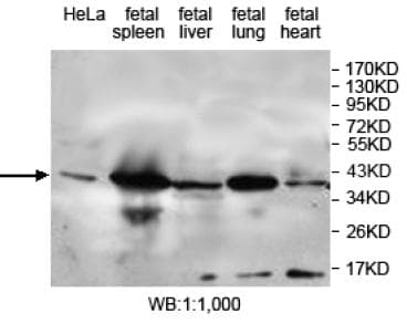 Polyclonal Rabbit anti-Human DUSP12 Antibody (aa85-284, IHC, WB)