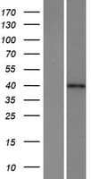 HPF1 Protein (Over-Expression Lysate Myc-DDK (Flag))