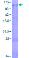 Human GAB2 Protein (Recombinant GST)
