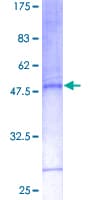 Human CD27L / CD70 Protein (Recombinant GST)