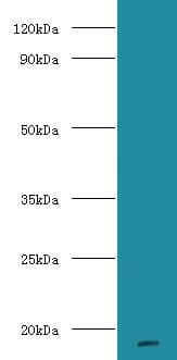 Mup8 + Mup11 Antibody (HRP)