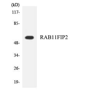 RAB11FIP2 / Rab11-FIP2 Antibody (aa322-371)