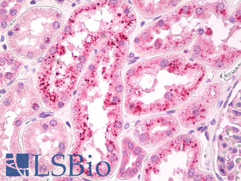 IHC-plus™ RBP4 Antibody