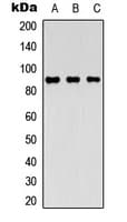 Polyclonal Rabbit anti-Human MARK2 Antibody (Internal, IHC, IF, WB)