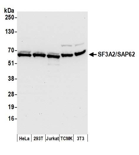 SF3A2 / SF3a66 Antibody (aa1-50)