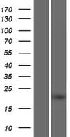 C4orf45 Protein (Over-Expression Lysate Myc-DDK (Flag))