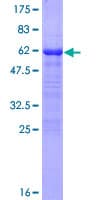 Human EIF3J Protein (Recombinant GST)