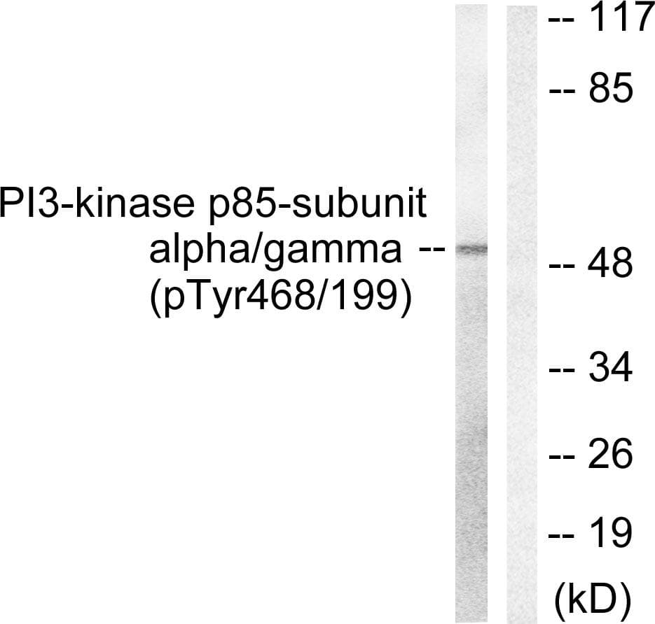 PIK3R1 / p85 Alpha Antibody (phospho-Tyr467/199)