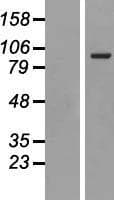 Human CD71 / Transferrin Receptor Protein (Over-Expression Lysate Myc-DDK (Flag))
