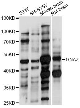 GNAZ Antibody