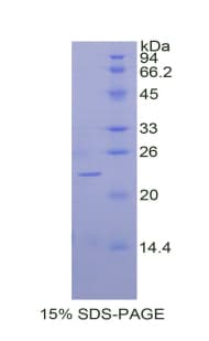 Dog BMP2 Protein (Recombinant His)