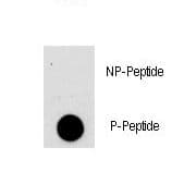 AKT1 Antibody (phospho-Ser473)