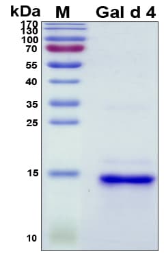 Chicken LYZ / Lysozyme Protein (Recombinant His, N-Terminal)