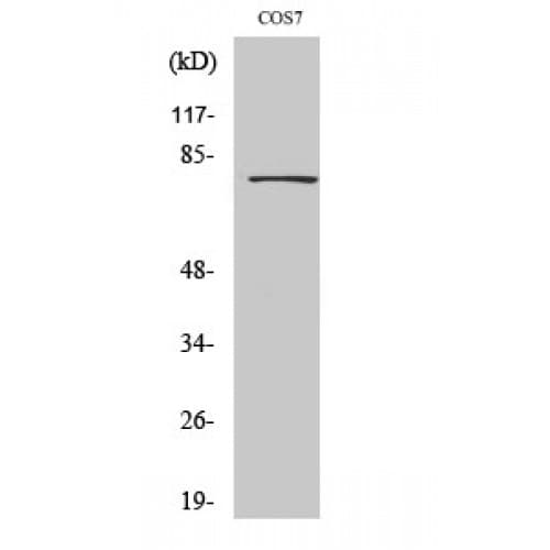 DBF4 Antibody (10-90 aa, N-terminal)
