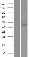 PDHA1 / PDH E1 Alpha Protein (Over-Expression Lysate Myc-DDK (Flag))