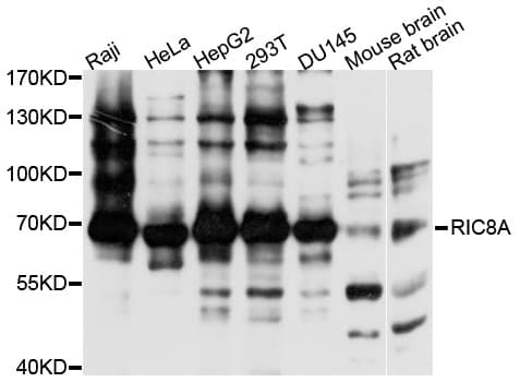 RIC8A Antibody