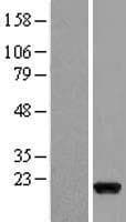 MYLPF Protein (Over-Expression Lysate Myc-DDK (Flag))