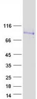 Human SIGLEC12 Protein (Recombinant Myc-DDK (Flag))