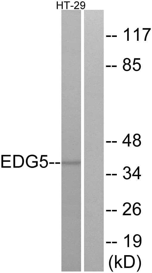 SIPR2 / S1P2 / EDG5 Antibody (C-Terminus)