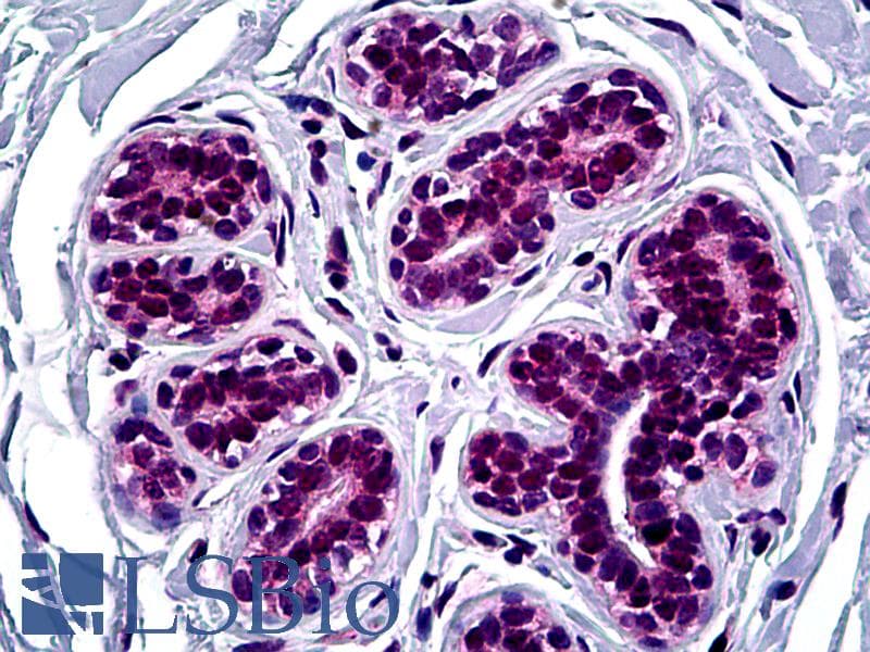 PathPlus™ FOXA2 Antibody (clone 2F12)