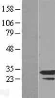 RPP30 Protein (Over-Expression Lysate Myc-DDK (Flag))