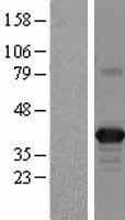 APOL2 / Apolipoprotein L 2 (Over-Expression Lysate Myc-DDK (Flag))