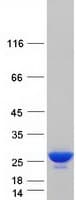 Human PRDX2 / Peroxiredoxin 2 Protein (Recombinant Myc-DDK (Flag))