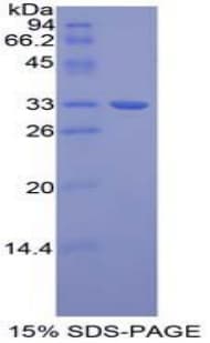 Mouse TUBB1 / Tubulin Beta 1 Protein (Recombinant His, N-Terminal)
