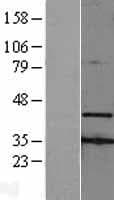 AMID / AIFM2 Protein (Over-Expression Lysate Myc-DDK (Flag))