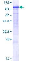 Human PCDHB7 Protein (Recombinant GST)