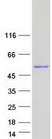 Human IRF1 / MAR Protein (Recombinant Myc-DDK (Flag))
