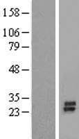 KCNK7 / K2p7.1 Protein (Over-Expression Lysate Myc-DDK (Flag))