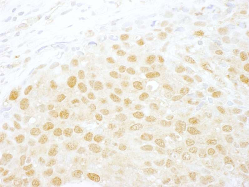 NCBP1 / CBP80 Antibody (aa482-532)