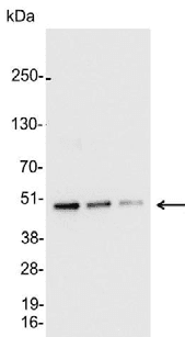 AU5 Tag Antibody