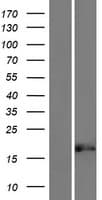 GLOD5 Protein (Over-Expression Lysate Myc-DDK (Flag))